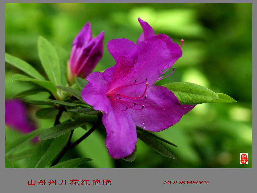 详细阅读:山丹丹(山丹丹开花红艳艳原创舞蹈视频) 山丹丹(山丹丹开花红艳艳原创舞蹈视频)